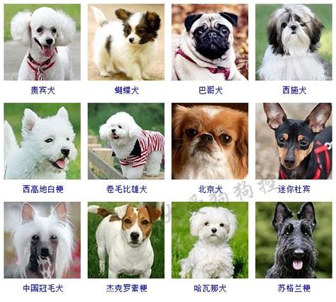 四隻狗|犬種列表